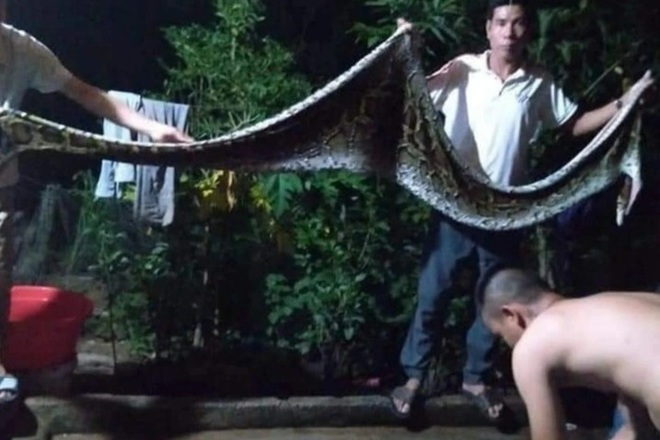 bat duoc tran khung o nghe an nguoi dan lam thit va kinh hai khi thay thu trong bung 2 bat duoc tran khung o nghe an nguoi dan lam thit va kinh hai khi thay thu trong bung 2