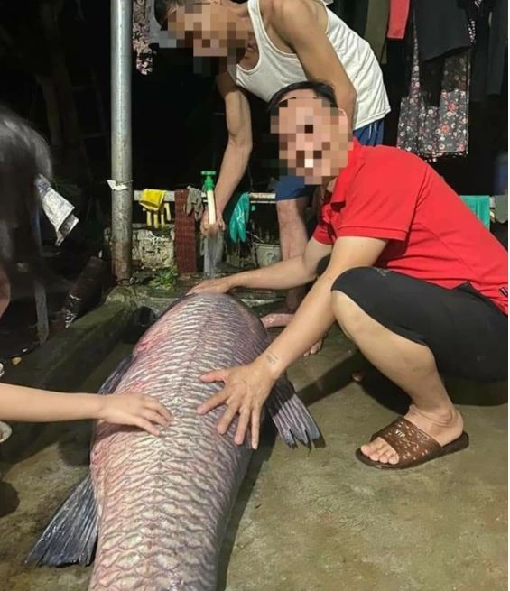 bat duoc ca tram den nang 52kg dai gan 1m o ho thac ba yen bai 2