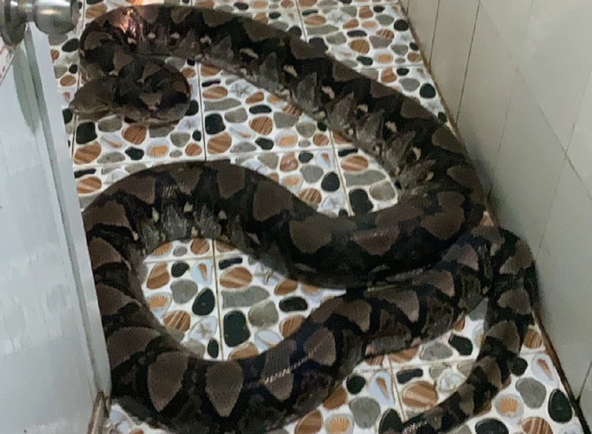 tran gam hon 50kg bo vao nha dan o tay ninh 9 tran gam hon 50kg bo vao nha dan o tay ninh 9