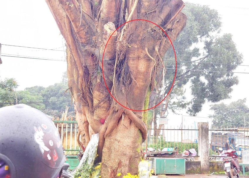 di doi cay si co hinh thu giong mat nguoi o gia lai 1 di doi cay si co hinh thu giong mat nguoi o gia lai 1