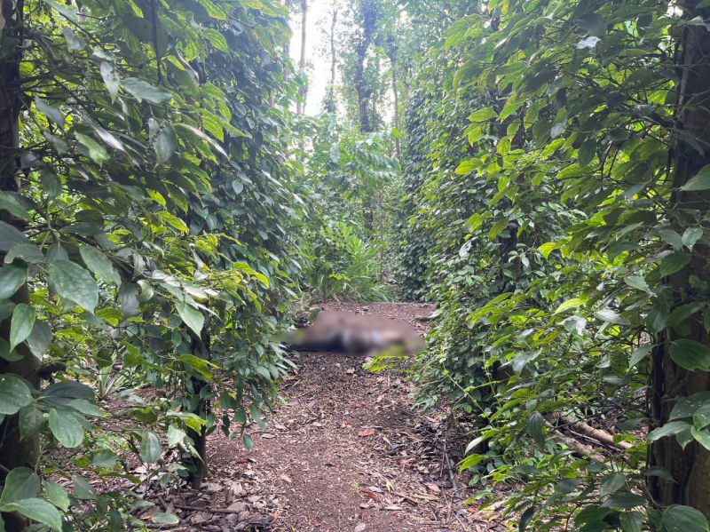 dieu tra vu thi the nguoi phu nu trong vuon tieu o ba ria vung tau 1