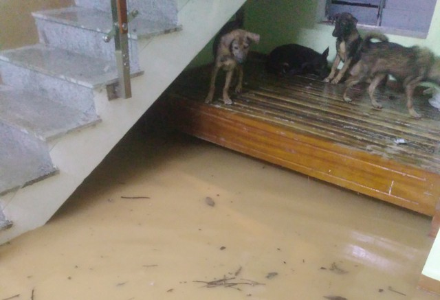 mua nhu trut nuoc xuong quang tri 800 ho dan bi ngap lut dan bo hon 50 con bi cuon troi ra song 4