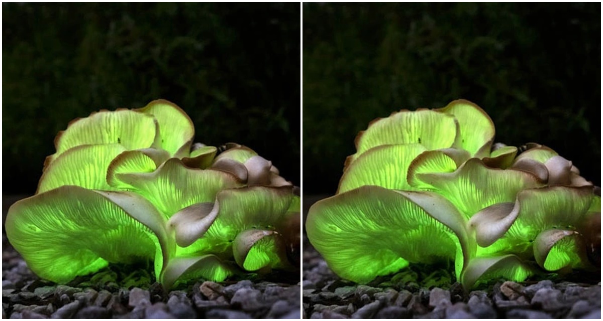 tin thoi su nong moi nhat ngay 24 11 2023 7 nguoi o sa pa bi ngo doc do an nam ma 1