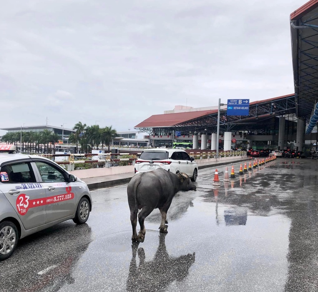 tin thoi su nong moi nhat ngay 23 1 2024 trau di lac len tang 2 san bay noi bai tin thoi su nong moi nhat ngay 23 1 2024 trau di lac len tang 2 san bay noi bai