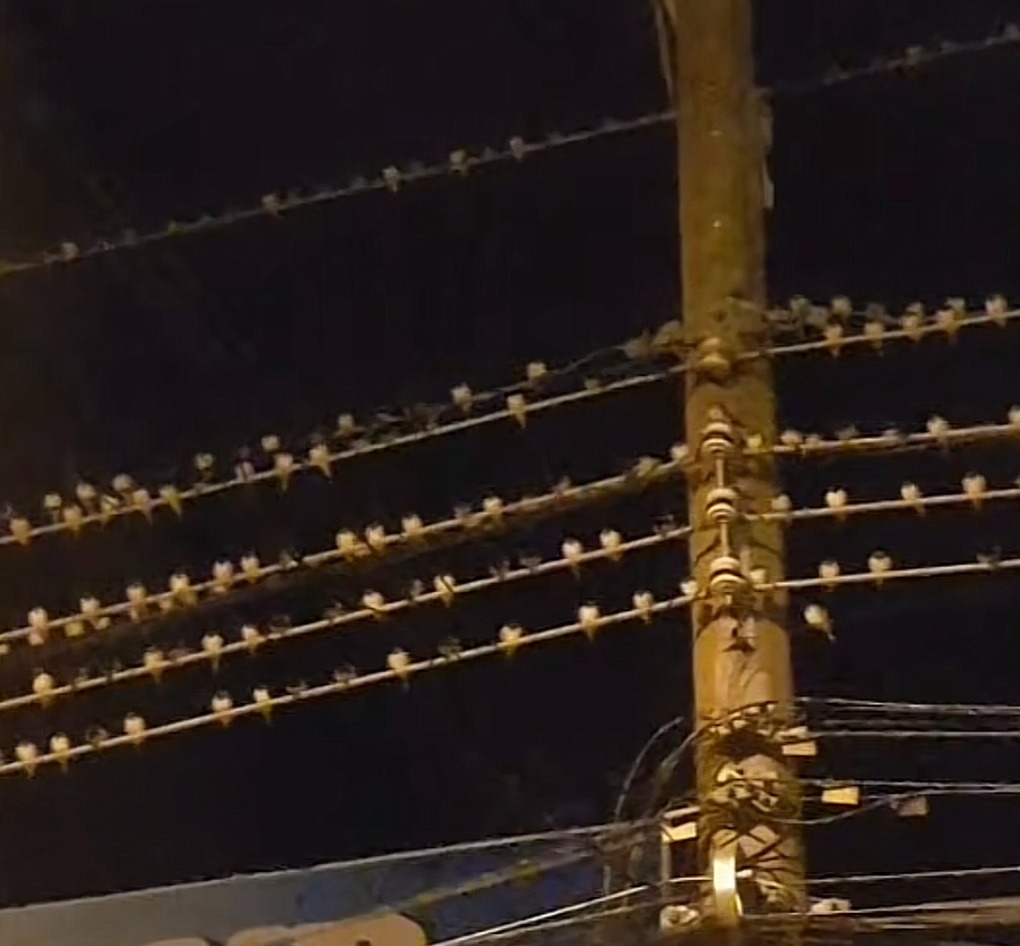 tin thoi su nong moi nhat ngay 15 3 2024 hang nghin con chim la bay rop troi o kien giang