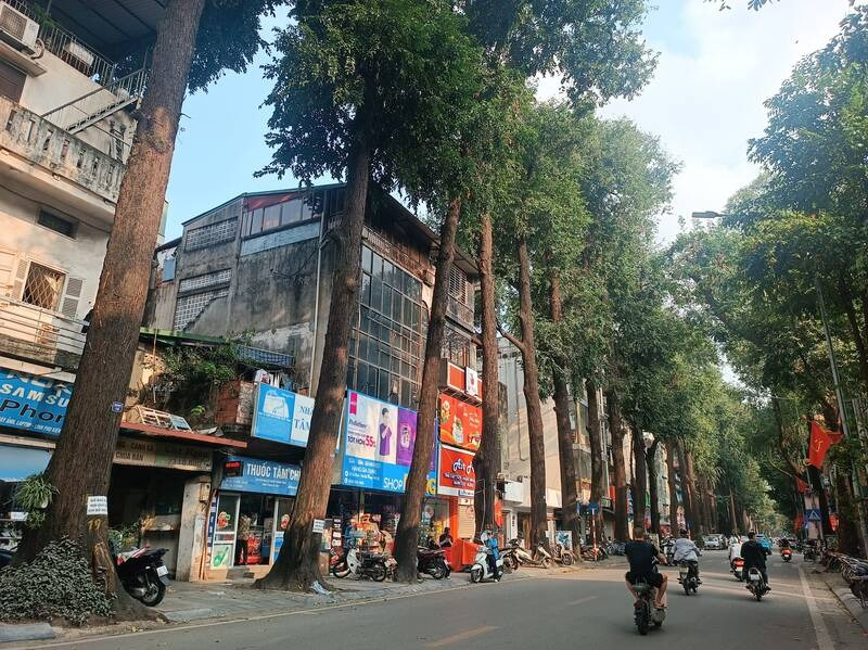 nghi van cay sao den tram tuoi bi buc tu o ha noi pho chu tich phuong noi gi 2