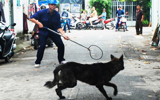 ha noi tang cuong hoat dong bat cho tha rong trong cac khu do thi2