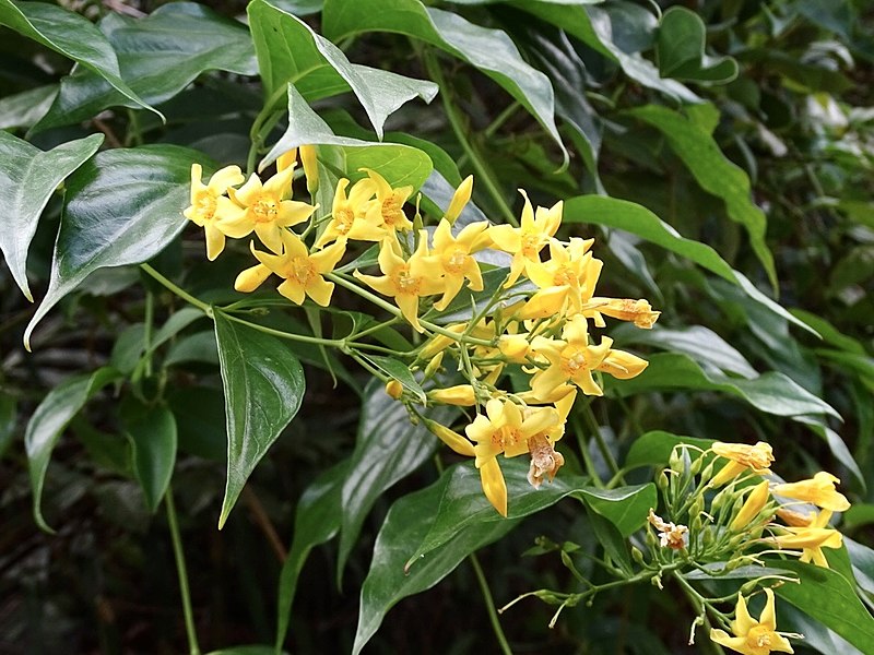cuu song nam thanh nien bi ngo doc la ngon cuu song nam thanh nien bi ngo doc la ngon