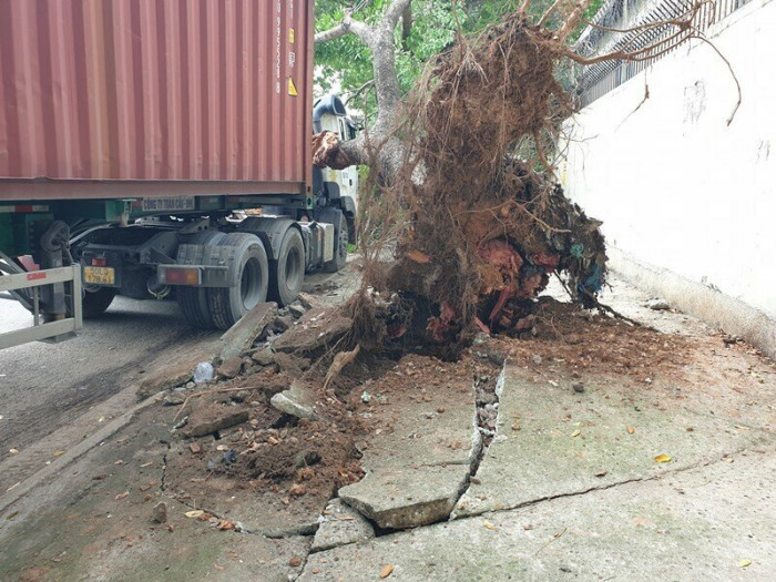 tai xe hoang loan khi cay co thu bat goc de mop cabin xe container 