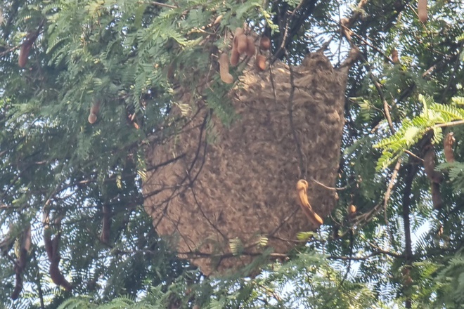 canh sat dieu xe chuyen dung pha to ong vo ve khong lo treo lo lung tren cay me