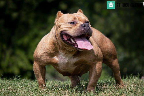 dien bien moi nhat vu nguoi dan ong lua cho pitbull nang 40 kg can doi thu 3 dien bien moi nhat vu nguoi dan ong lua cho pitbull nang 40 kg can doi thu 3