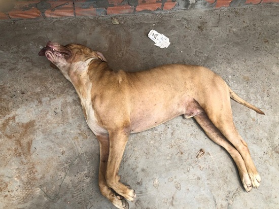 vu cho pitbull can chet nguoi o long an chu nuoi se bi xu ly nhu nao 01 vu cho pitbull can chet nguoi o long an chu nuoi se bi xu ly nhu nao 01