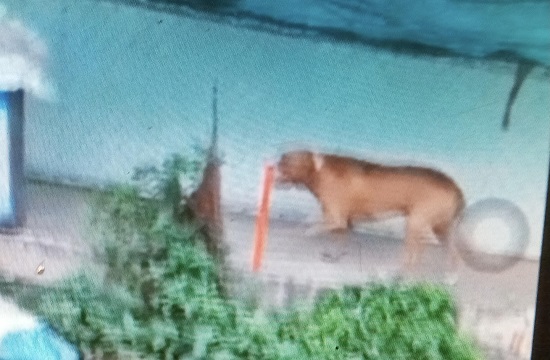 vu cho pitbull can chet nguoi o long an chu nuoi se bi xu ly nhu nao 02 vu cho pitbull can chet nguoi o long an chu nuoi se bi xu ly nhu nao 02
