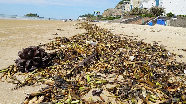 rac troi dat vao bo bien vung tau 01