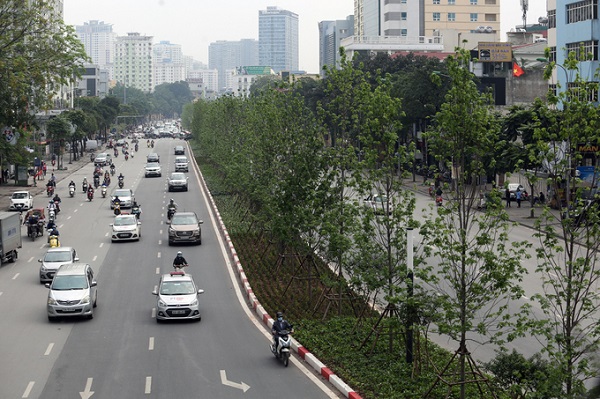 ha noi danh chuyen hon 200 cay phong la do do khong hop khi hau 01