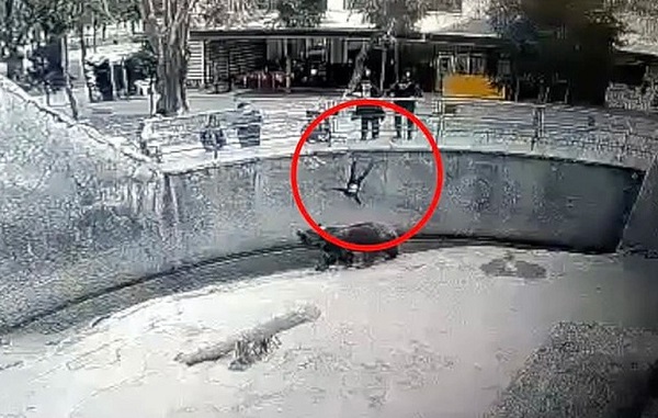 me tram cam nem con 3 tuoi vao chuong gau 01 me tram cam nem con 3 tuoi vao chuong gau 01