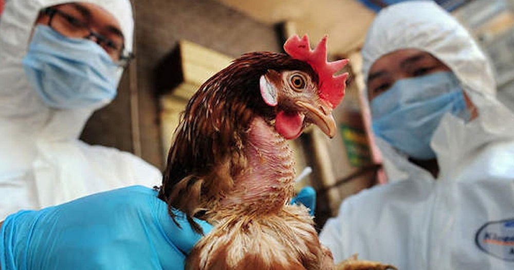 vien pasteur tp hcm ra cong van khan sau khi campuchia phat hien ca nhiem cum h5n1 01