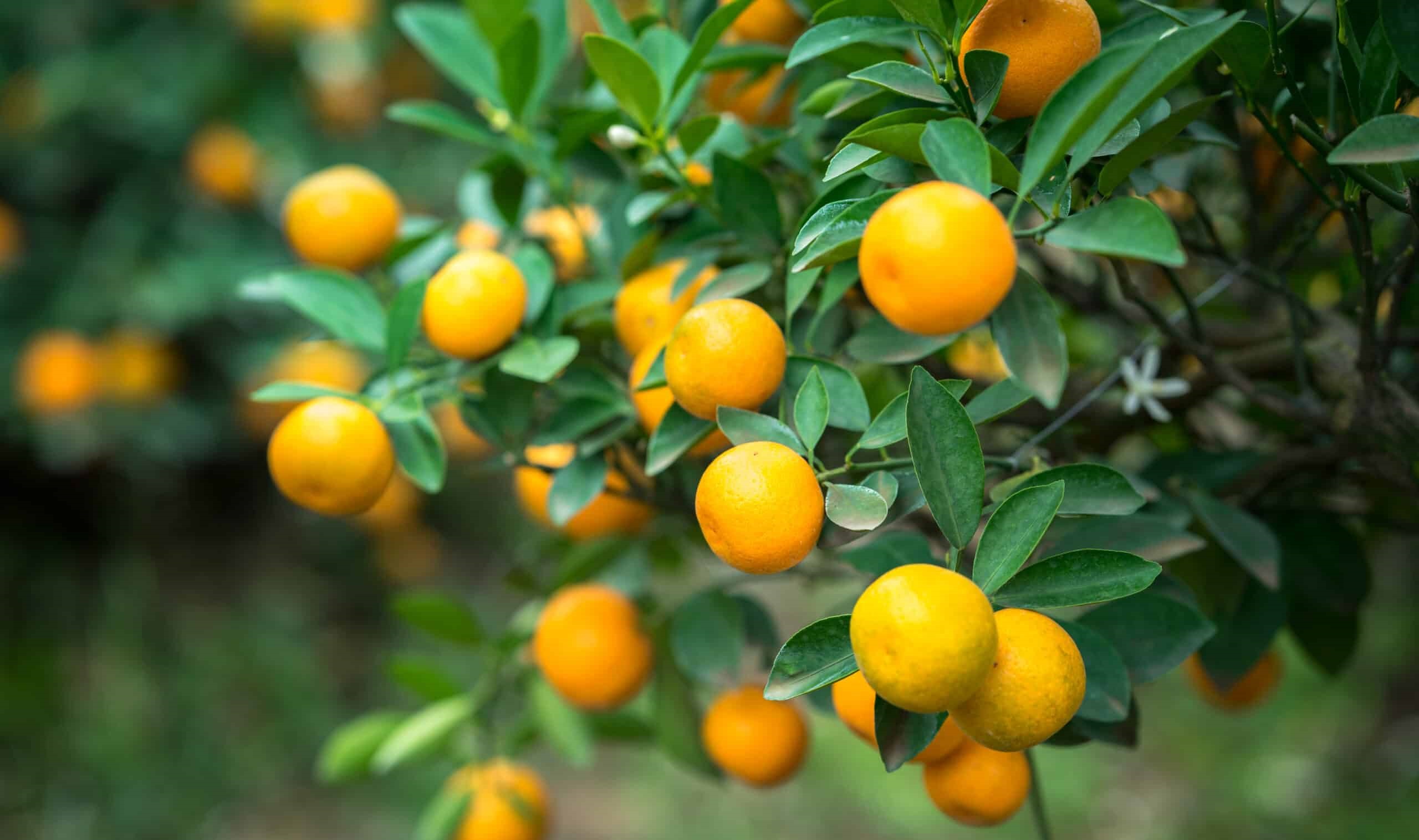 y nghia cay quat ngay tet 3 y nghia cay quat ngay tet 3