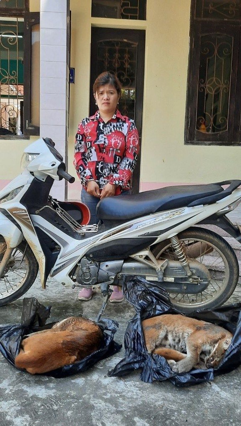van chuyen dong vat hoang da van chuyen dong vat hoang da