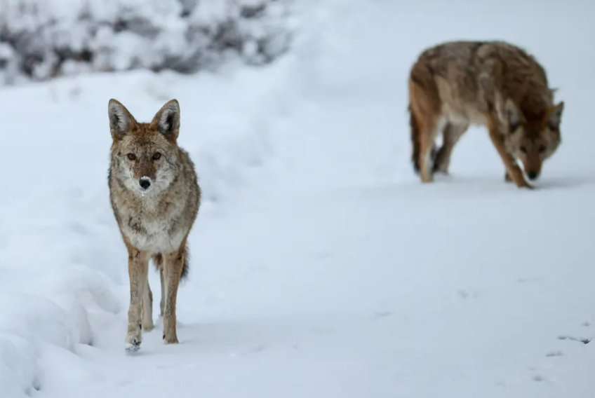 gia lanh khac thuong 1