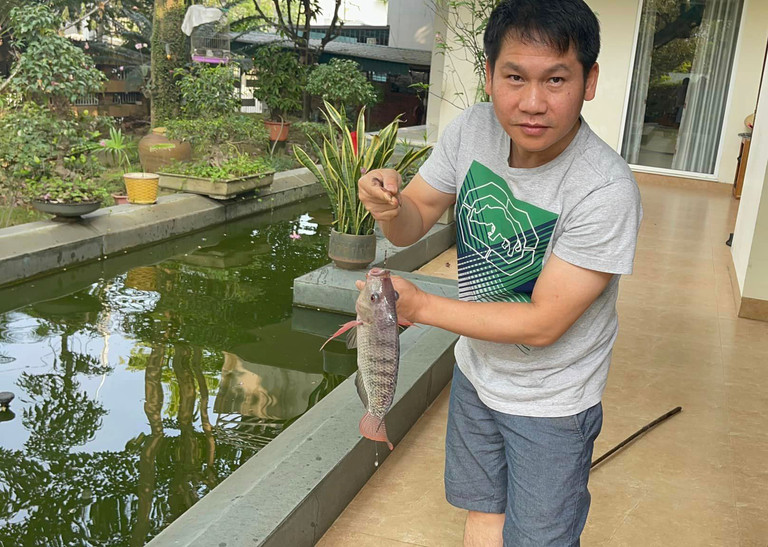 ong hoang nhac do trong tan dspl 5 ong hoang nhac do trong tan dspl 5