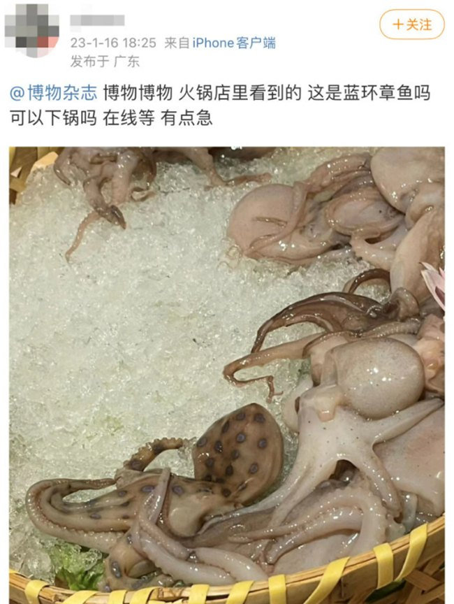 bach tuoc cuc doc duoc phat hien tren ban an khi chuan bi phuc vu cho thuc khach 2 bach tuoc cuc doc duoc phat hien tren ban an khi chuan bi phuc vu cho thuc khach 2