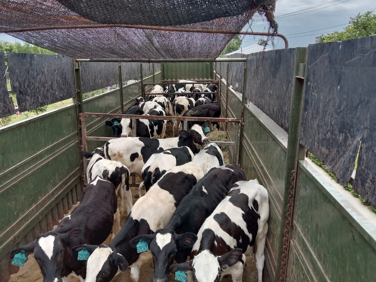 7 thilogi van chuyen bo cho vinamilk 7 thilogi van chuyen bo cho vinamilk