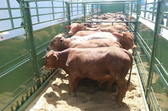 8 thilogi van chuyen bo so luong lon cho thaco agriculture