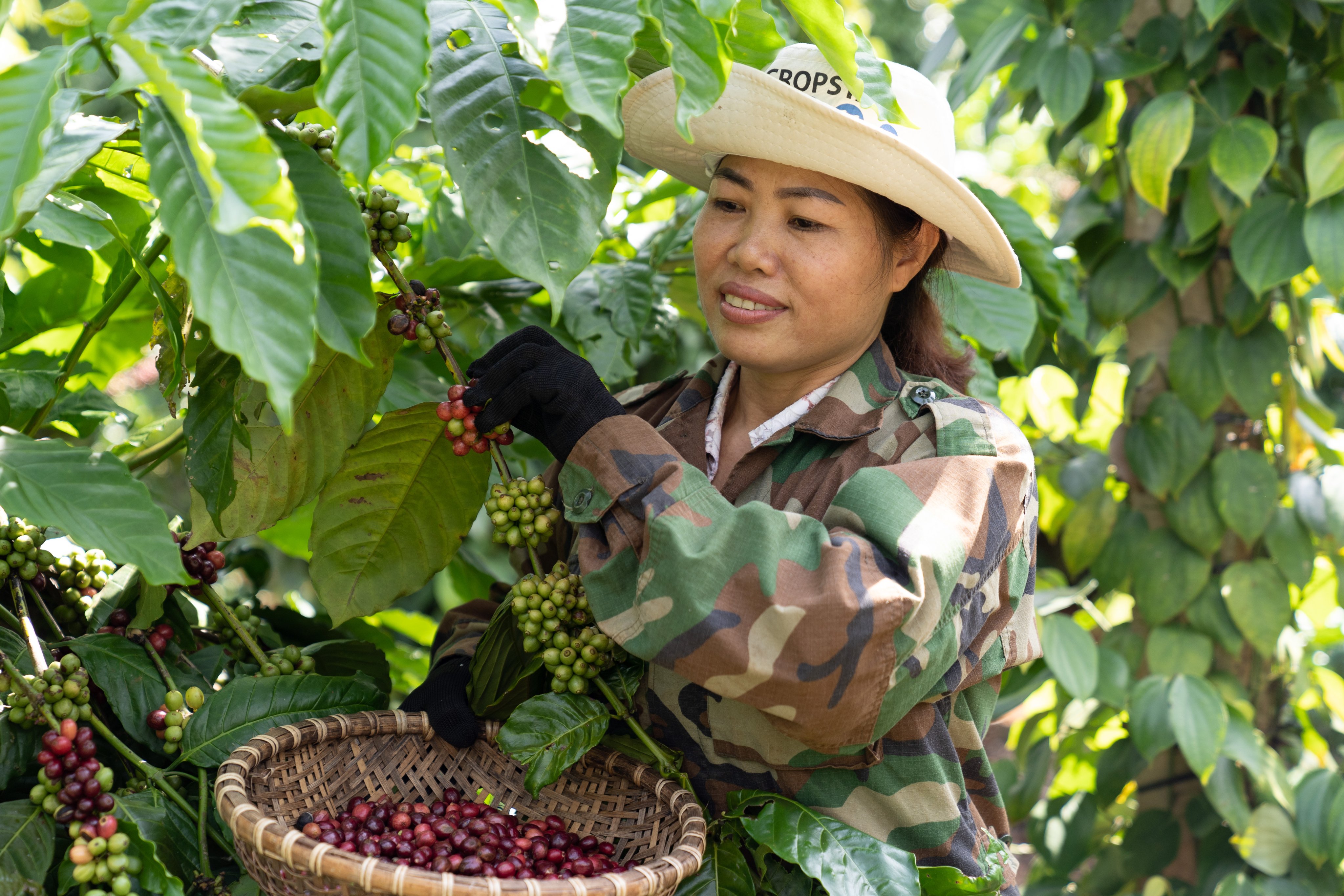 chuong trinh nescafe plan gop phan cai thien kinh te cho nhieu nong ho canh tac cay ca phe va nang cao vai tro va vi the cua nguoi phu nu1 chuong trinh nescafe plan gop phan cai thien kinh te cho nhieu nong ho canh tac cay ca phe va nang cao vai tro va vi the cua nguoi phu nu1