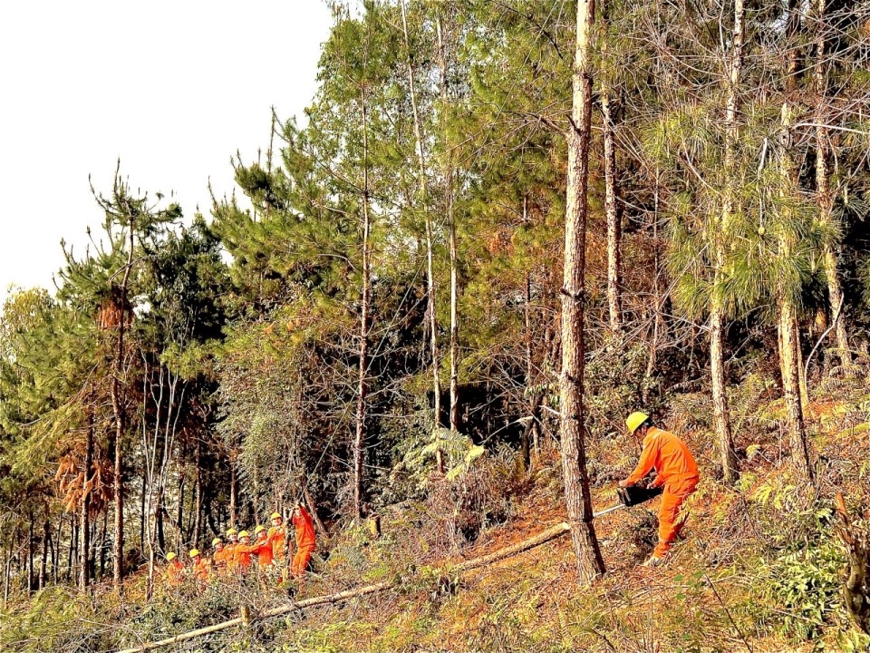 dien luc tan uyen to chuc ra quan phat quang hanh lang luoi dien dien luc tan uyen to chuc ra quan phat quang hanh lang luoi dien