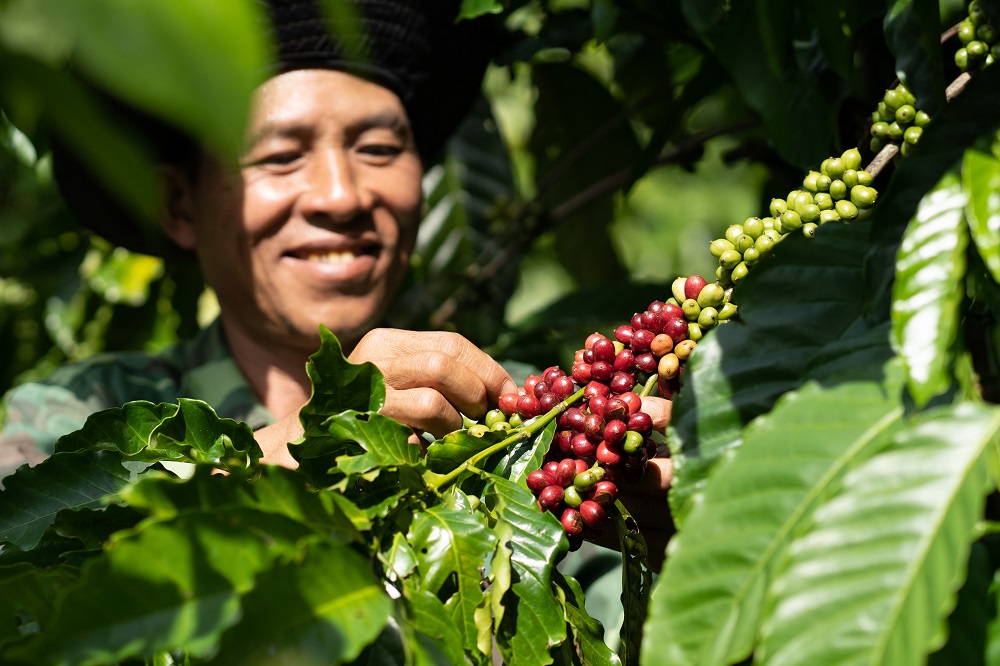 nguoi nong dan trong ca phe tham gia vao chuong trinh nescafe planhinh 2