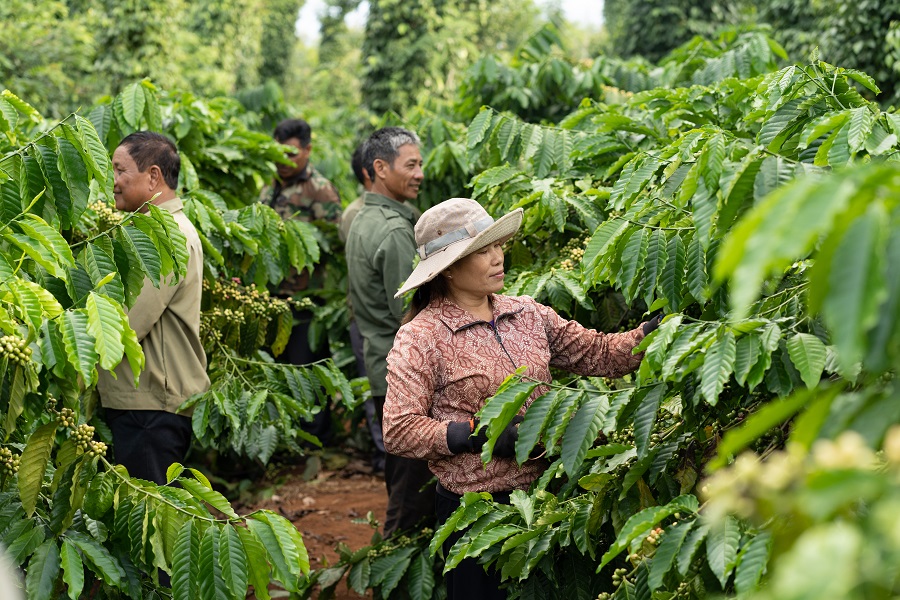 735 trieu cay giong chat luong cao khang benh da duoc phat cho nong dan thong qua du an nescafe plan