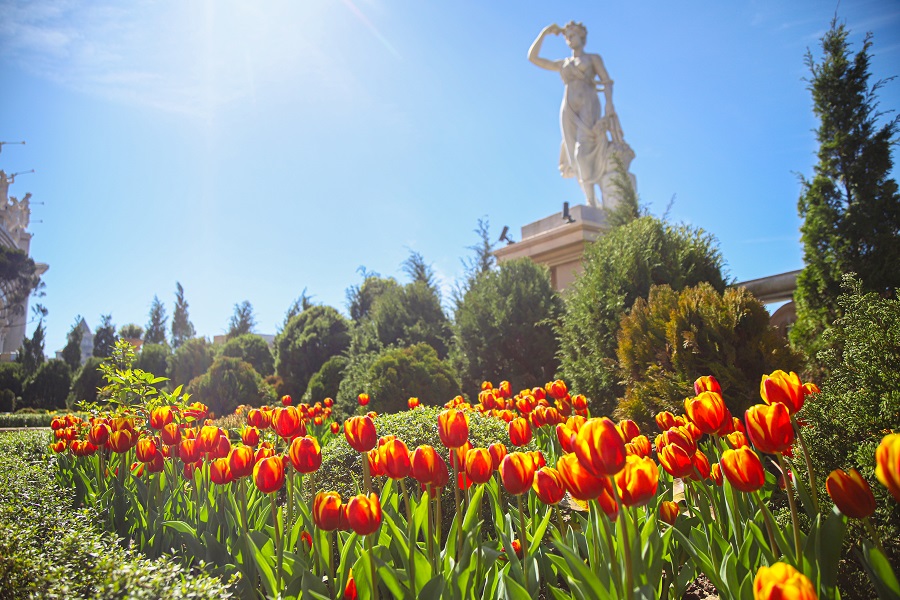 dip nay du khach den ba na se duoc chiem nguong hon 100 ngan bong hoa tulip ruc ro dip nay du khach den ba na se duoc chiem nguong hon 100 ngan bong hoa tulip ruc ro