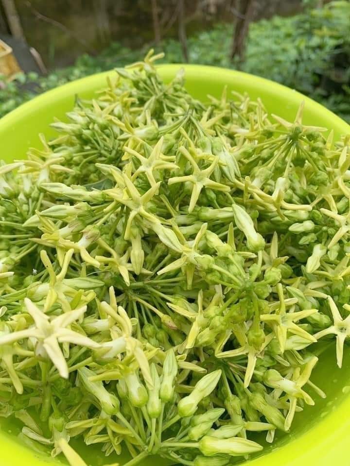 tri mat ngu dau dau voi 2 mon rau viet dan gia trong vuon dspl1