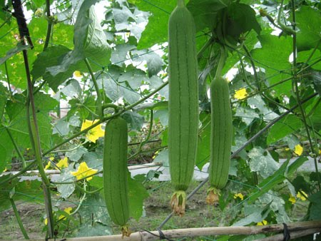 tri mat ngu dau dau voi 2 mon rau viet dan gia trong vuon dspl2