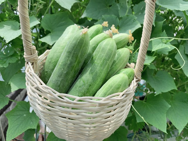 an dua chuot bi dang nguyen nhan do dau dspl1