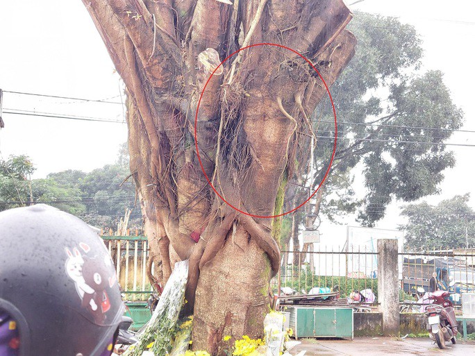 de xuat di doi cay co hinh mat nguoi sau khi nguoi dan tap trung cau nguyen dspl1 de xuat di doi cay co hinh mat nguoi sau khi nguoi dan tap trung cau nguyen dspl1