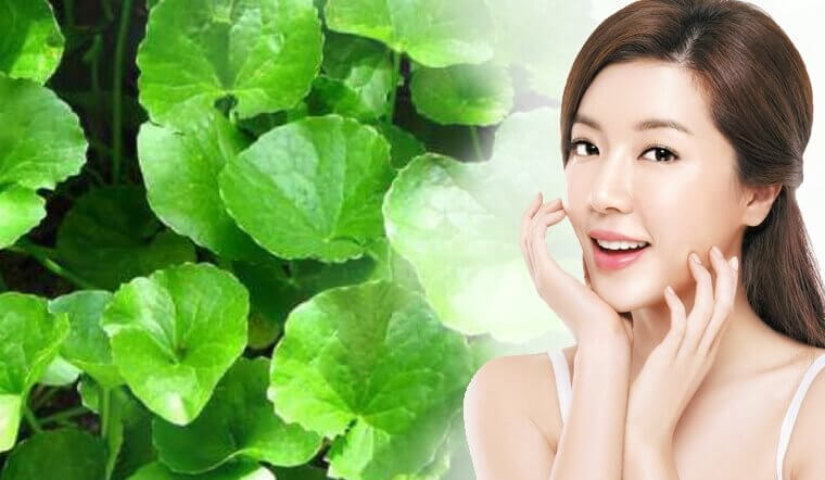 loai rau ben chau au dung lam thuoc chua benh o viet nam moc dai day vuon dspl4 loai rau ben chau au dung lam thuoc chua benh o viet nam moc dai day vuon dspl4