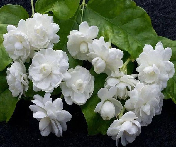 dau la nhung mui huong dat do nhat the gioi duoc vi nhu dang hit trieu do vao phoi dspl dau la nhung mui huong dat do nhat the gioi duoc vi nhu dang hit trieu do vao phoi dspl