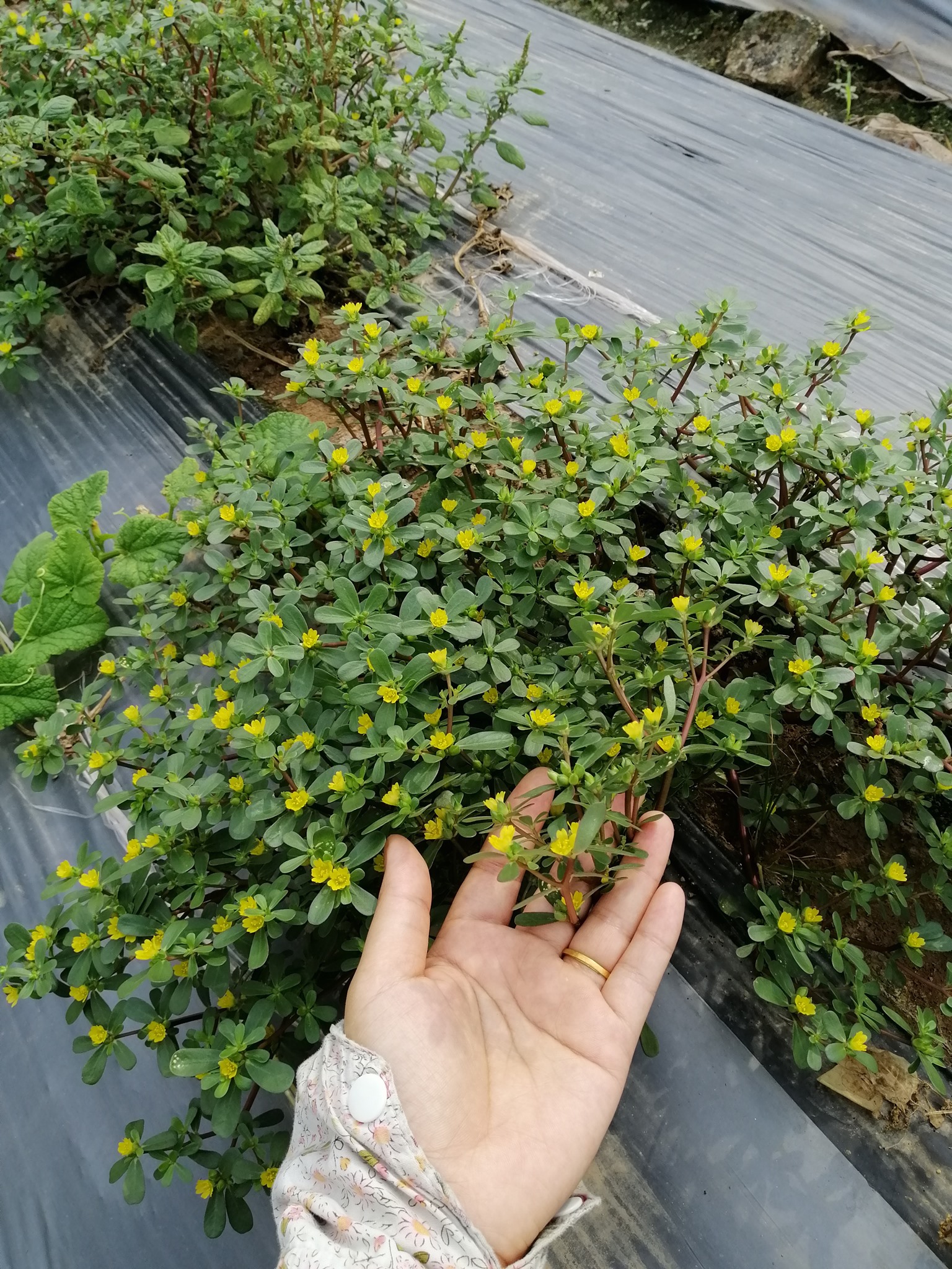 loai rau dai xua chi nguoi ngheo an gio thanh than duoc tai nuoc ngoai dspl2 loai rau dai xua chi nguoi ngheo an gio thanh than duoc tai nuoc ngoai dspl2