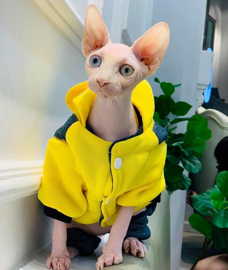chiem nguong loai meo dat nhat nhi the gioi voi bo mat uu tu co mot khong hai dspl4 chiem nguong loai meo dat nhat nhi the gioi voi bo mat uu tu co mot khong hai dspl4
