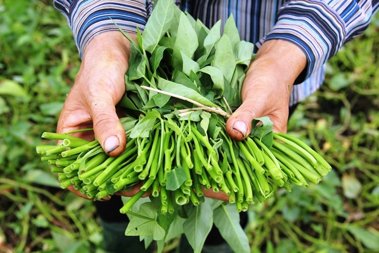 nuoc luoc rau bong doi mau xanh dam lieu co phai ton du cua thuoc sau dspl2 nuoc luoc rau bong doi mau xanh dam lieu co phai ton du cua thuoc sau dspl2