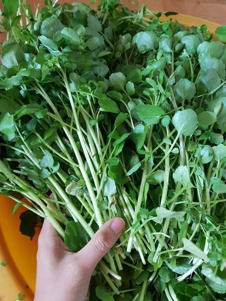 thay vi uong collagen hay thu ngay 5 loai rau giau collagen bac nhat de co lan da dep dspl5 thay vi uong collagen hay thu ngay 5 loai rau giau collagen bac nhat de co lan da dep dspl5
