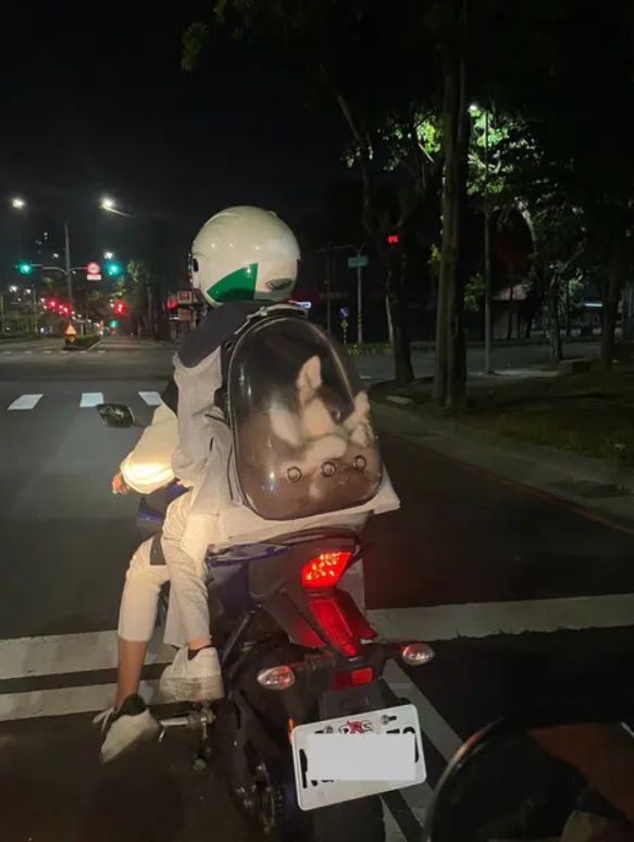 nguoi dan ong lai xe co hanh dong gay soc voi chu cho husky khien dan mang dat dau hoi cham dspl nguoi dan ong lai xe co hanh dong gay soc voi chu cho husky khien dan mang dat dau hoi cham dspl