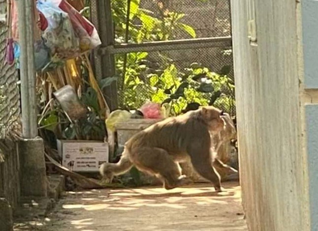 tin nong 24h hom nay ngay 6 12 2023 xuat hien khi hoang pha phach trong khu dan cu o son la dspl