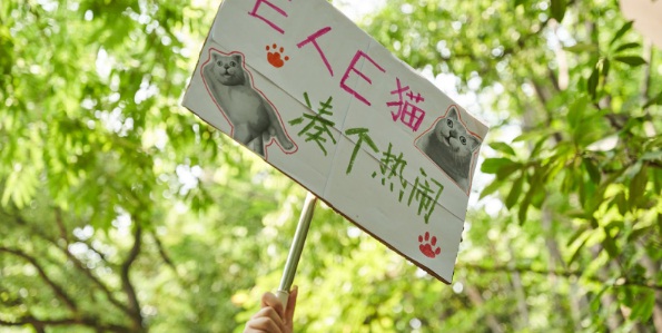 trao luu xem mat cho meo cua gioi tre trung quoc dspl trao luu xem mat cho meo cua gioi tre trung quoc dspl