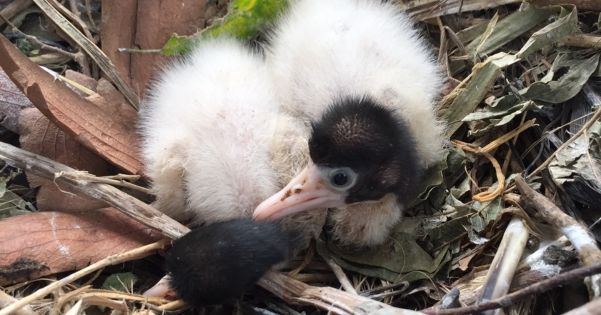 rat dong nguoi dan do ve thao cam vien vui choi dip tet duong lich7 rat dong nguoi dan do ve thao cam vien vui choi dip tet duong lich7