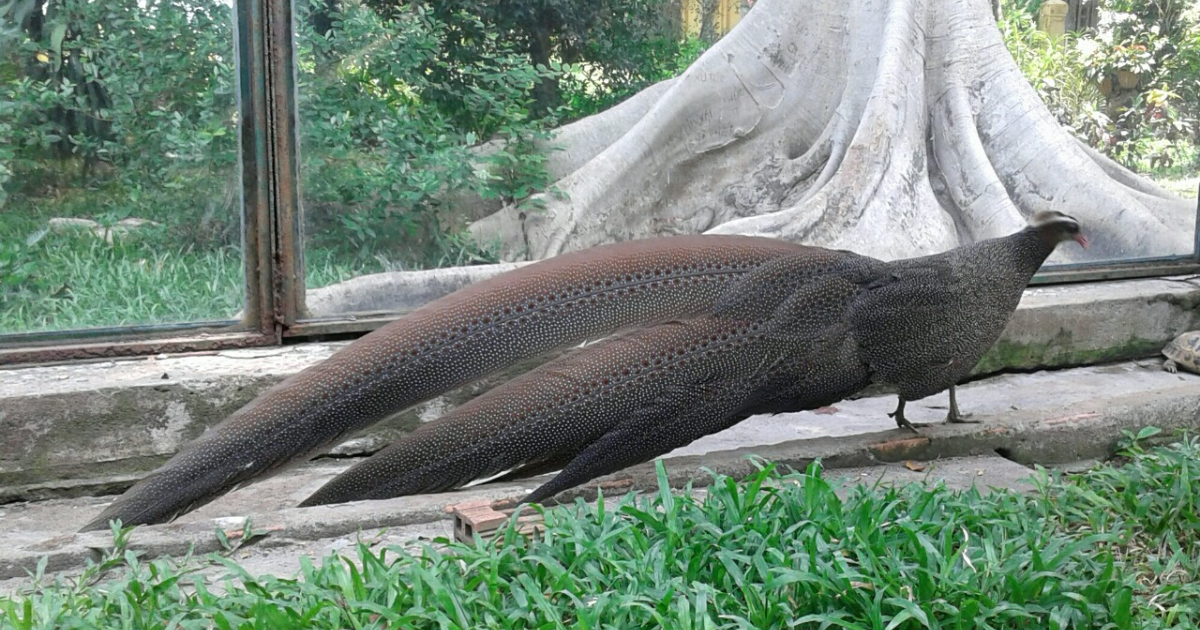 rat dong nguoi dan do ve thao cam vien vui choi dip tet duong lich8 rat dong nguoi dan do ve thao cam vien vui choi dip tet duong lich8