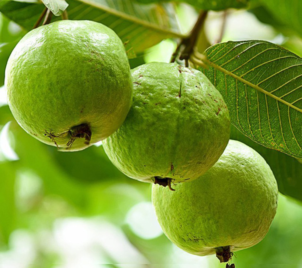 loai sieu thuc pham chua nhieu vitamin c vua giup dep da vua tot cho nguoi tieu duong dspl