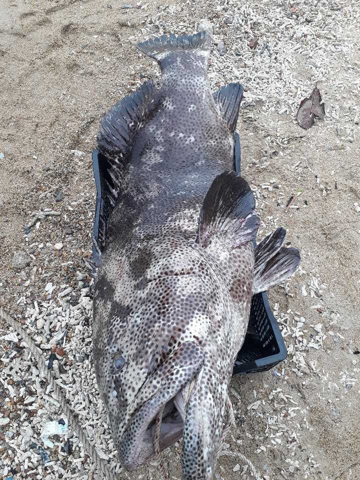 tin nong 24h hom nay ngay 4 1 2024 ca mu 43kg dinh luoi ngu dan quang nam ban gia 9 trieu dong